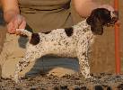 Donau-Wirbeln Deutsch Kurzhaar puppy