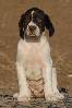Donau-Wirbeln Deutsch Kurzhaar puppy