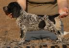 Donau-Wirbeln Deutsch Kurzhaar puppy