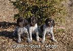 liver males 1 month