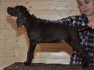 Deutsch Kurzhaar Puppy