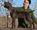 Deutsch Kurzhaar Puppy