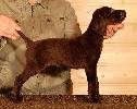 Deutsch Kurzhaar Puppy