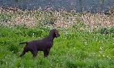 Deutsch Kurzhaar Puppy