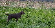 Deutsch Kurzhaar Puppy