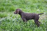 Deutsch Kurzhaar Puppy