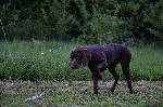 Deutsch Kurzhaar Puppy