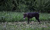 Deutsch Kurzhaar Puppy