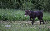 Deutsch Kurzhaar Puppy