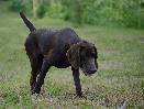 Deutsch Kurzhaar Puppy