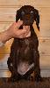Deutsch Kurzhaar Puppy