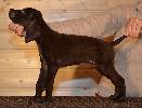 Deutsch Kurzhaar Puppy