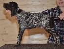 Deutsch Kurzhaar Puppy