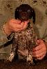 Deutsch Kurzhaar Puppy