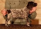 Deutsch Kurzhaar Puppy