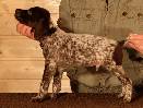 Deutsch Kurzhaar Puppy