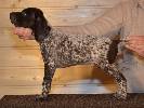 Deutsch Kurzhaar Puppy