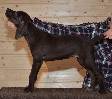 Deutsch Kurzhaar Puppy