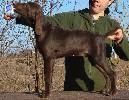 Deutsch Kurzhaar Puppy