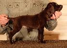 Deutsch Kurzhaar Puppy