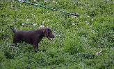 Deutsch Kurzhaar Puppy