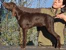Deutsch Kurzhaar Puppy