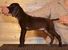 Deutsch Kurzhaar Puppy