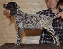 Deutsch Kurzhaar Puppy