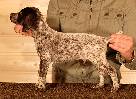 Deutsch Kurzhaar Puppy