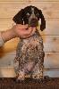 Deutsch Kurzhaar Puppy