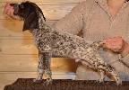 Deutsch Kurzhaar Puppy