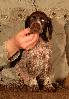 Deutsch Kurzhaar Puppy