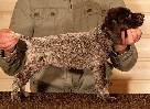 Deutsch Kurzhaar Puppy