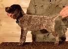 Deutsch Kurzhaar Puppy