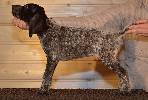 Deutsch Kurzhaar Puppy