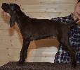 Deutsch Kurzhaar Puppy