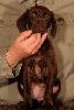 Deutsch Kurzhaar Puppy