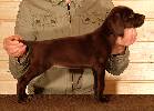 Deutsch Kurzhaar Puppy