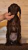 Deutsch Kurzhaar Puppy