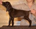 Deutsch Kurzhaar Puppy