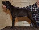 Deutsch Kurzhaar Puppy