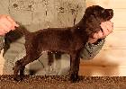 Deutsch Kurzhaar Puppy