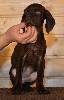 Deutsch Kurzhaar Puppy