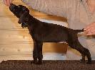 Deutsch Kurzhaar Puppy
