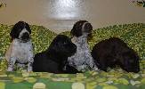 Deutsch Kurzhaar German Shorthaired Pointer Puppies