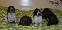 Deutsch Kurzhaar German Shorthaired Pointer Puppies
