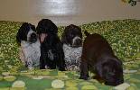 Deutsch Kurzhaar German Shorthaired Pointer Puppies