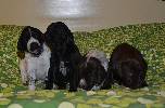 Deutsch Kurzhaar German Shorthaired Pointer Puppies