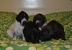 Deutsch Kurzhaar German Shorthaired Pointer Puppies