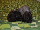 Deutsch Kurzhaar German Shorthaired Pointer Puppies